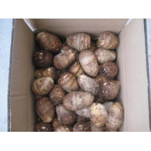 New Crop Fresh Good Quality Taro for Sale